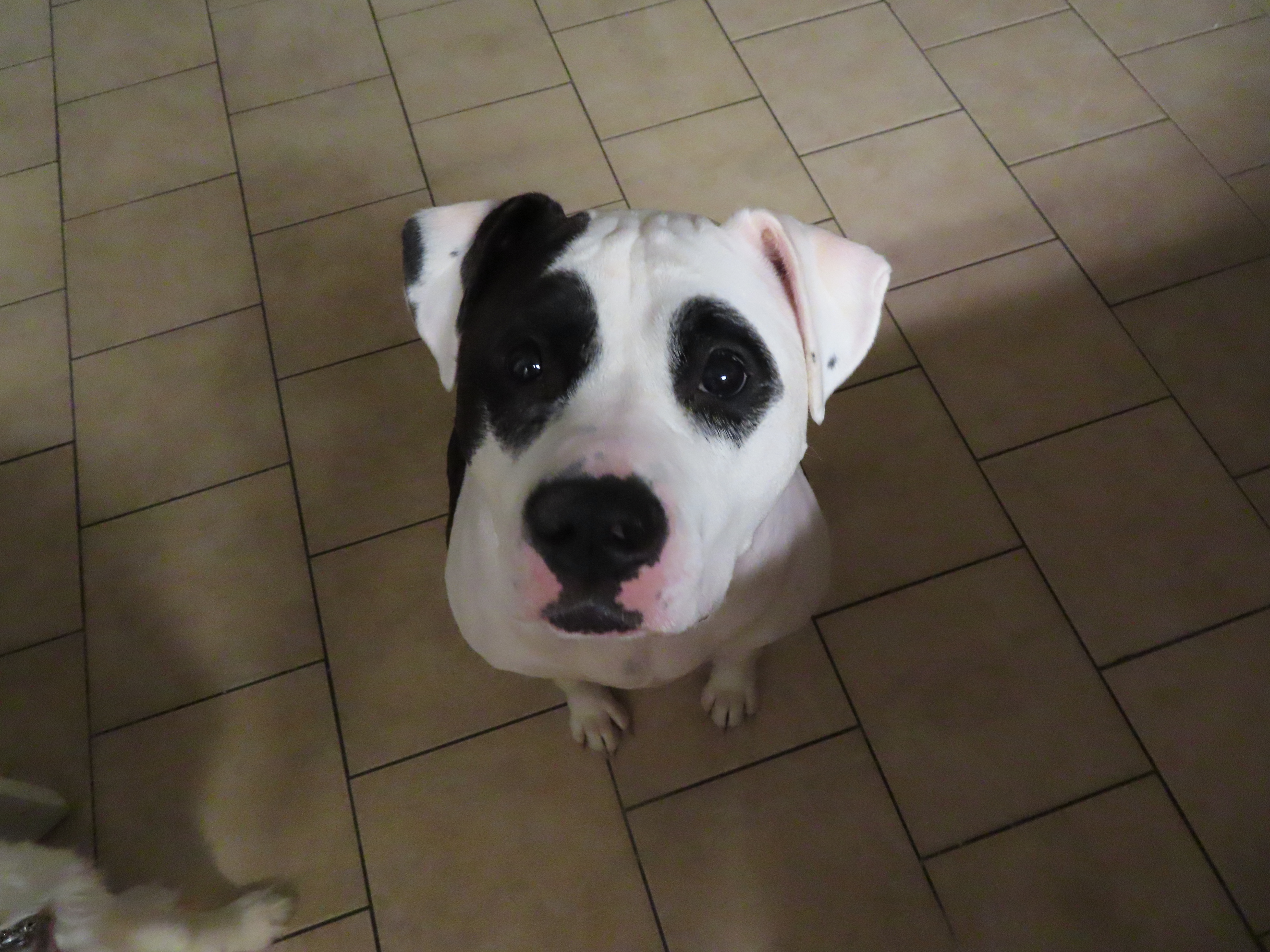 a picture of Moo Moo a dog that needs a foster home.
