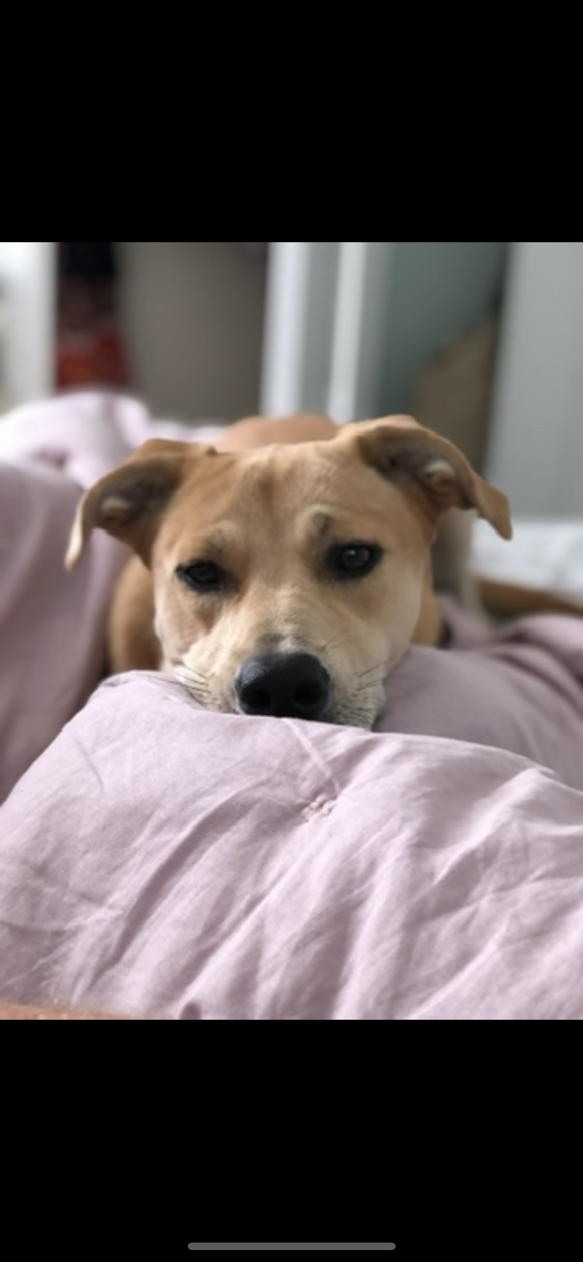 a picture of Piper  a dog that needs a foster home.