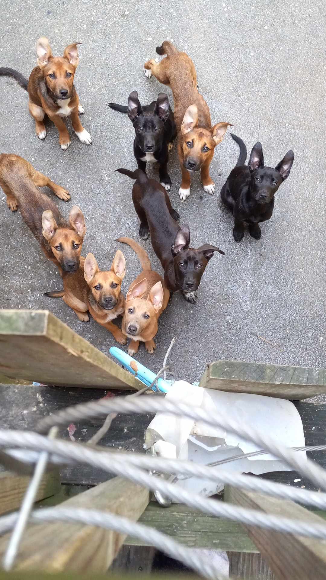 a picture of KJ, kyron, Gary, Kash, kazi, moxie, kumar a dog that needs a foster home.