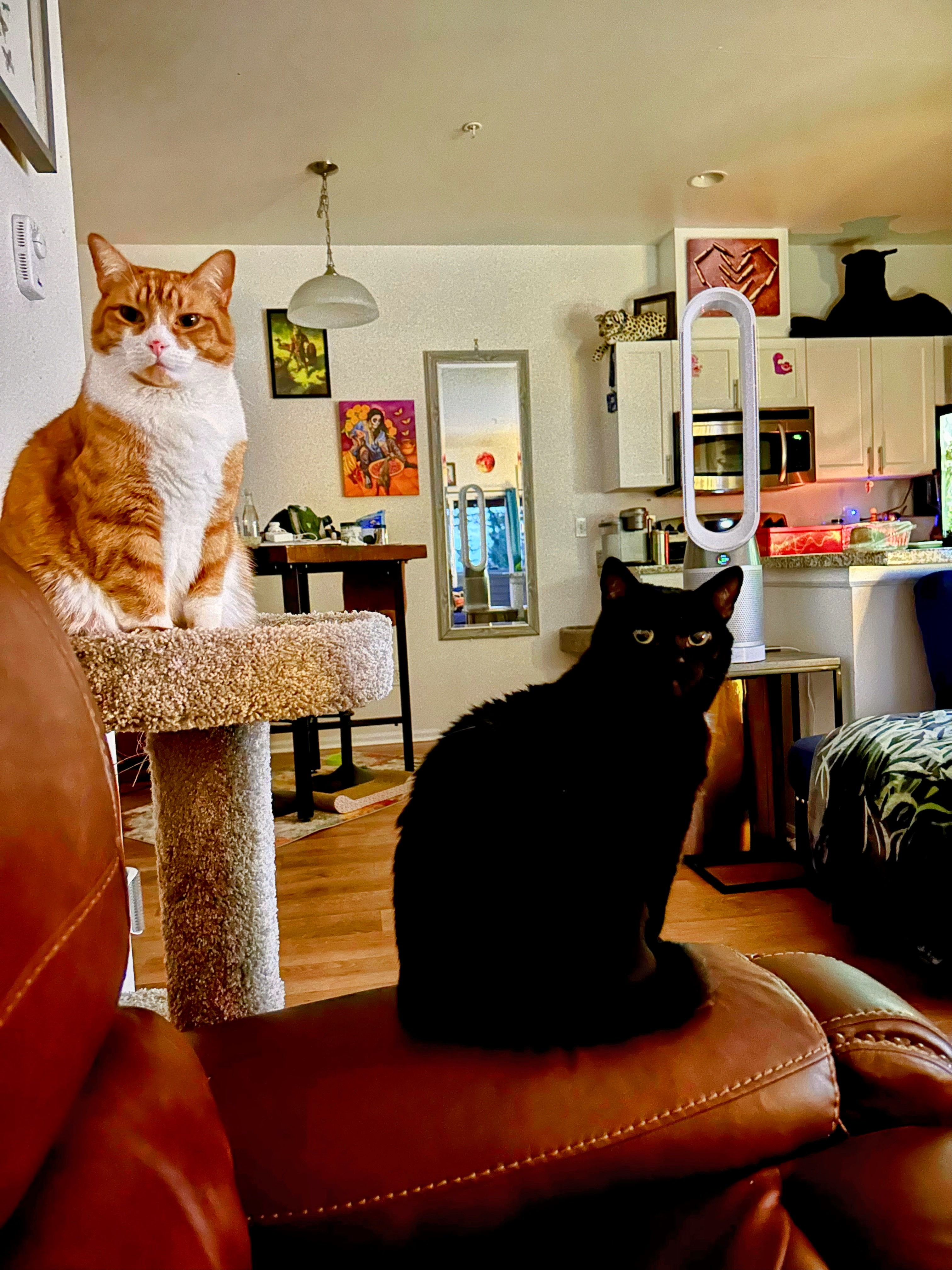 a picture of Dr. Muerte (black), and Tigrito (Orange)  a cat that needs a foster home.