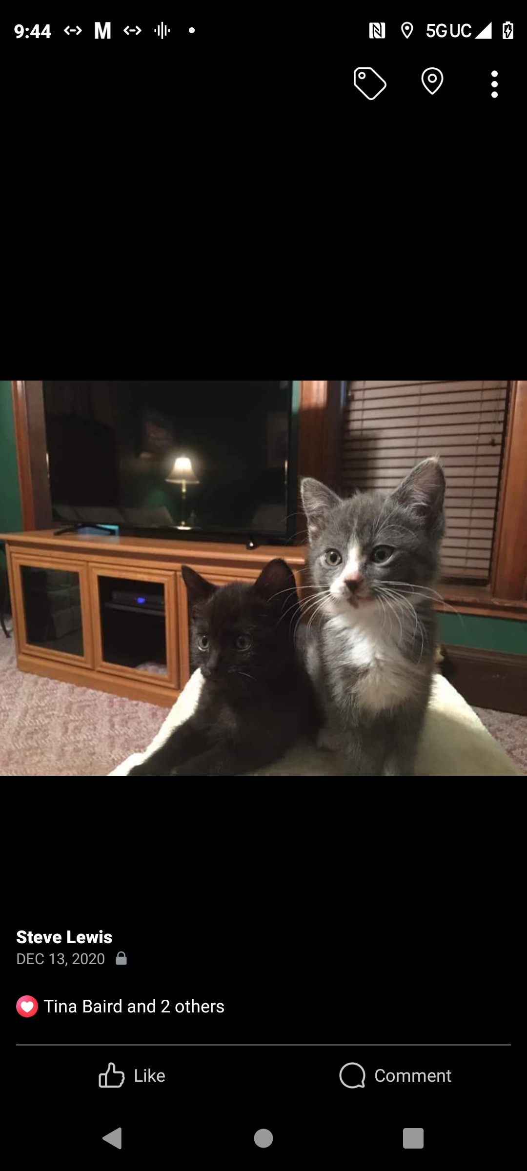 a picture of Smokey and Bandit  a cat that needs a foster home.