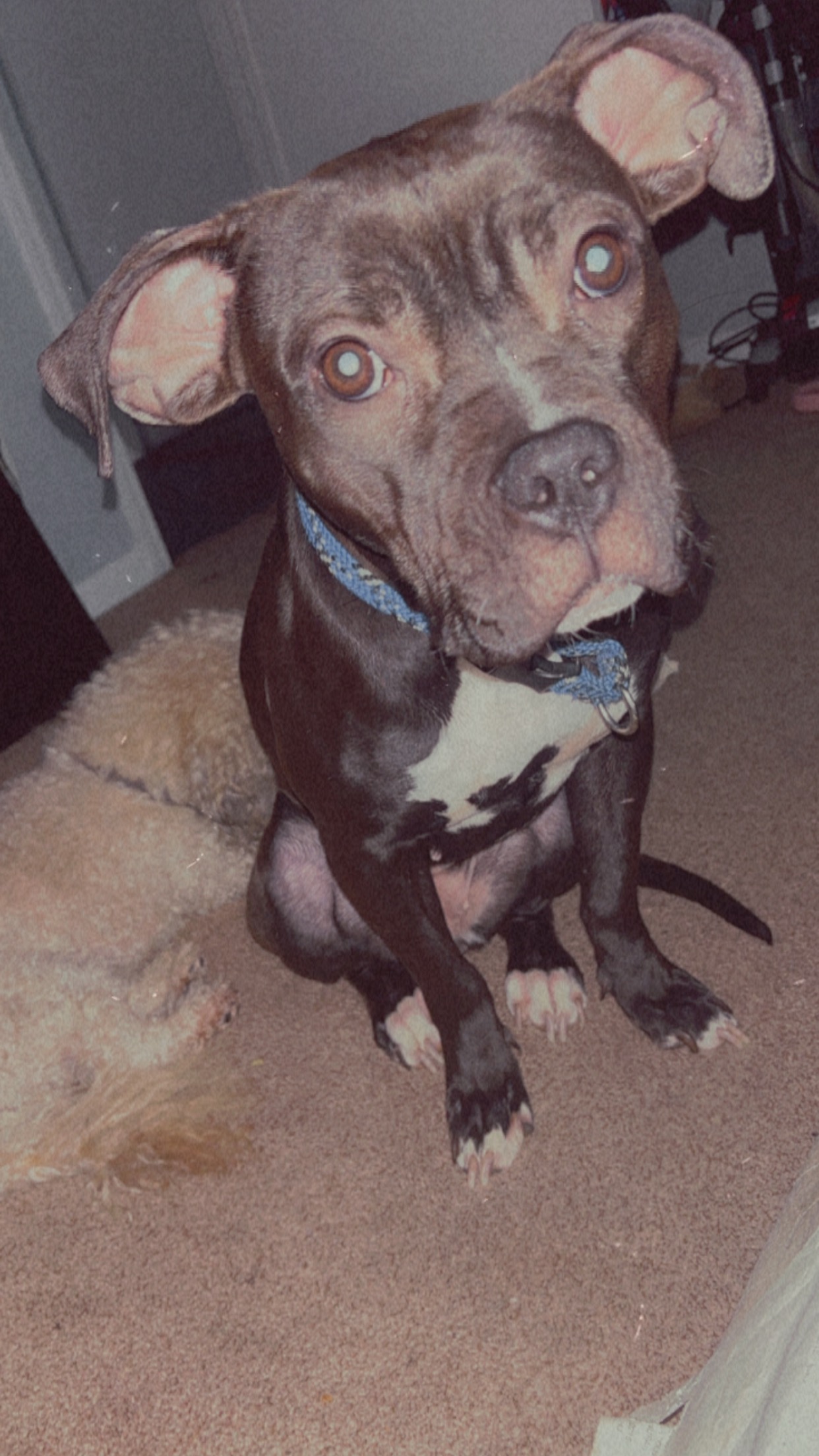 a picture of Xzena Black/Brown a dog that needs a foster home.