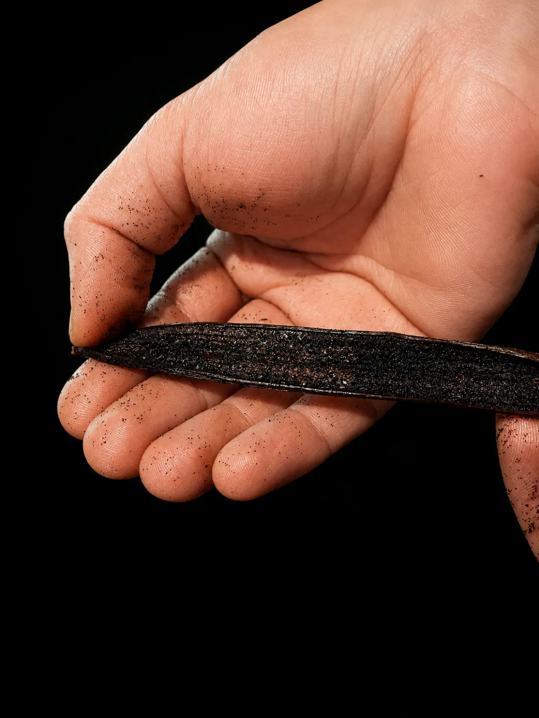 Gousse de vanille Bourbon de Madagascar fendue dans la main, grains noirs abondants