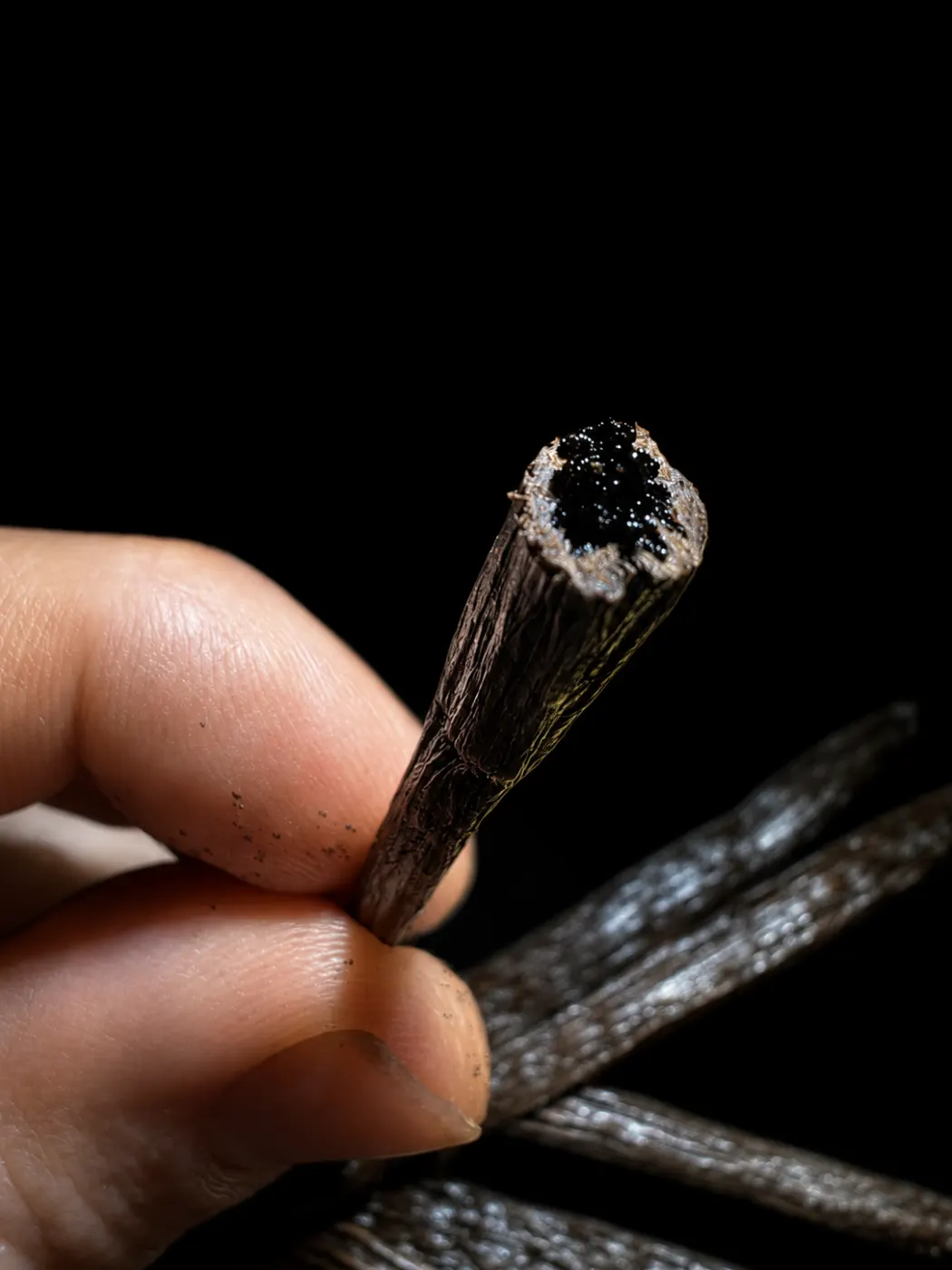 Gousse de vanille d'Ouganda coupée entre les doigts, caviar de grains noirs apparent