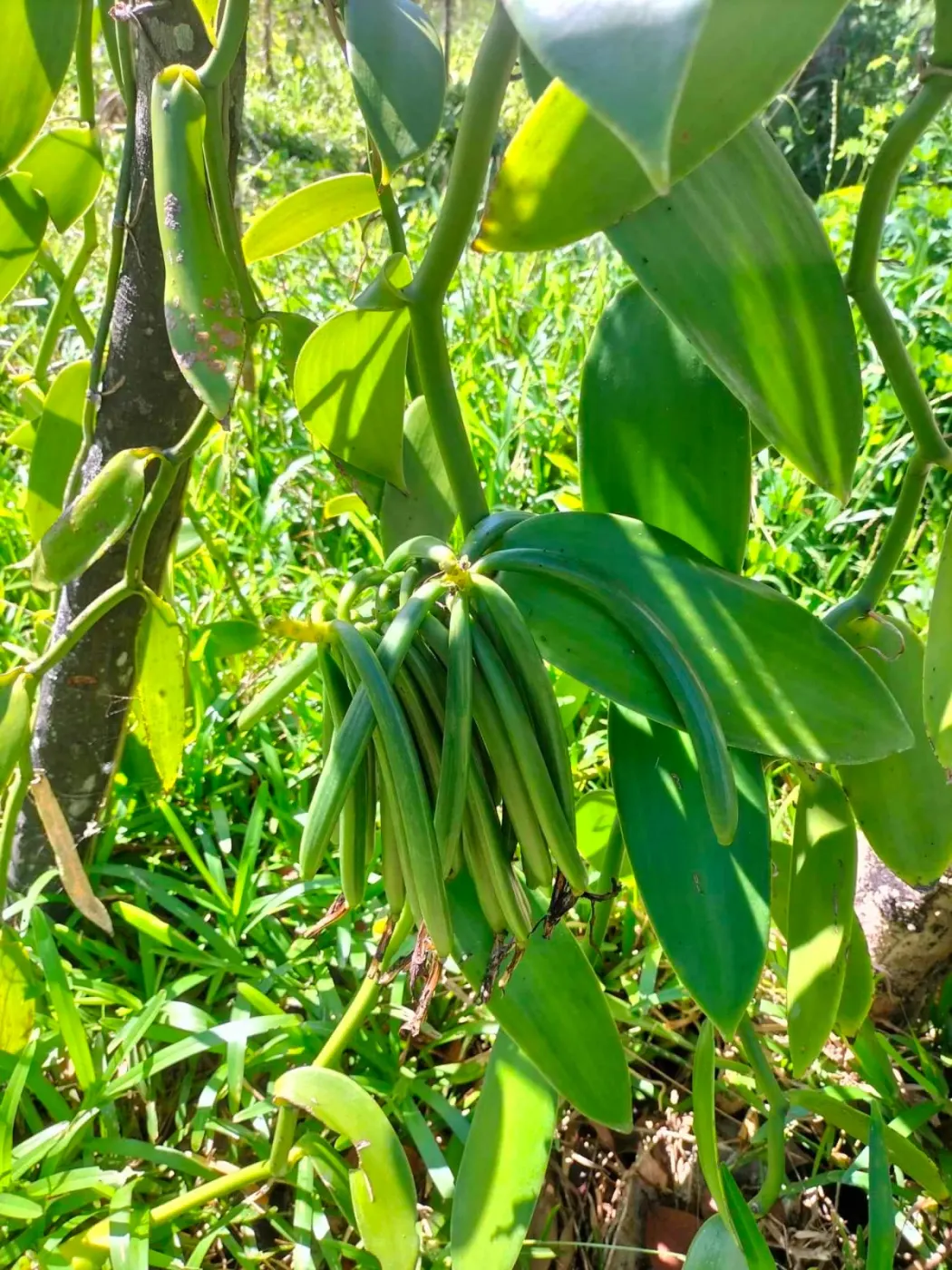 Liane de vanille Pompona en forêt tropicale, gousses vertes charnues sur la plante