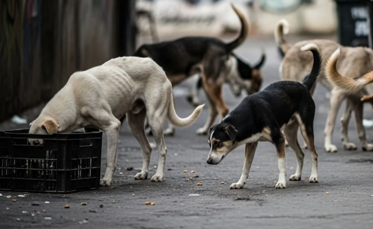 46Dogs — a lifestyle and community venture under FourSix46®. Built around shared identity and purpose-driven connection at scale
