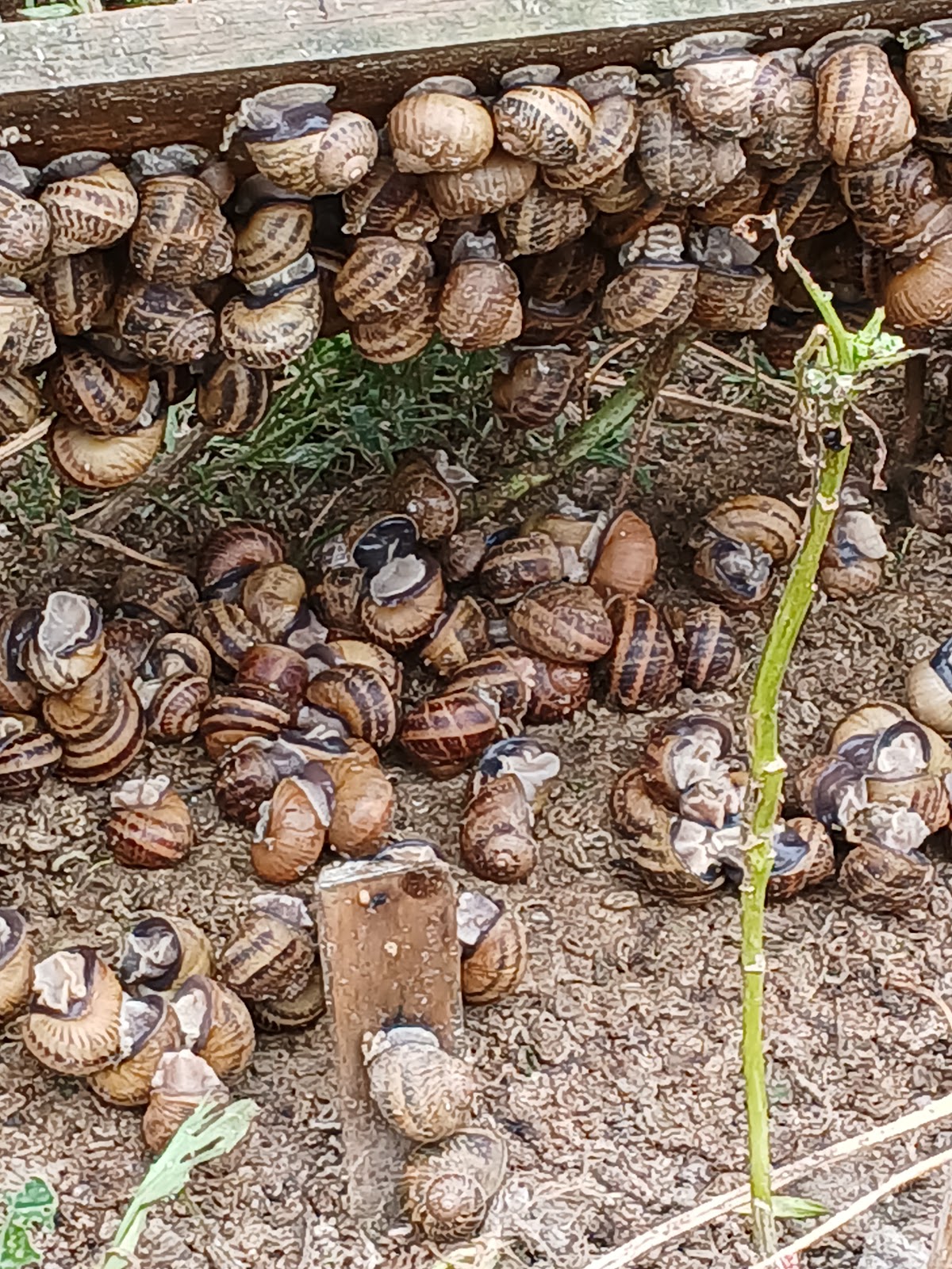 les Escargots de l'Odon photo 2