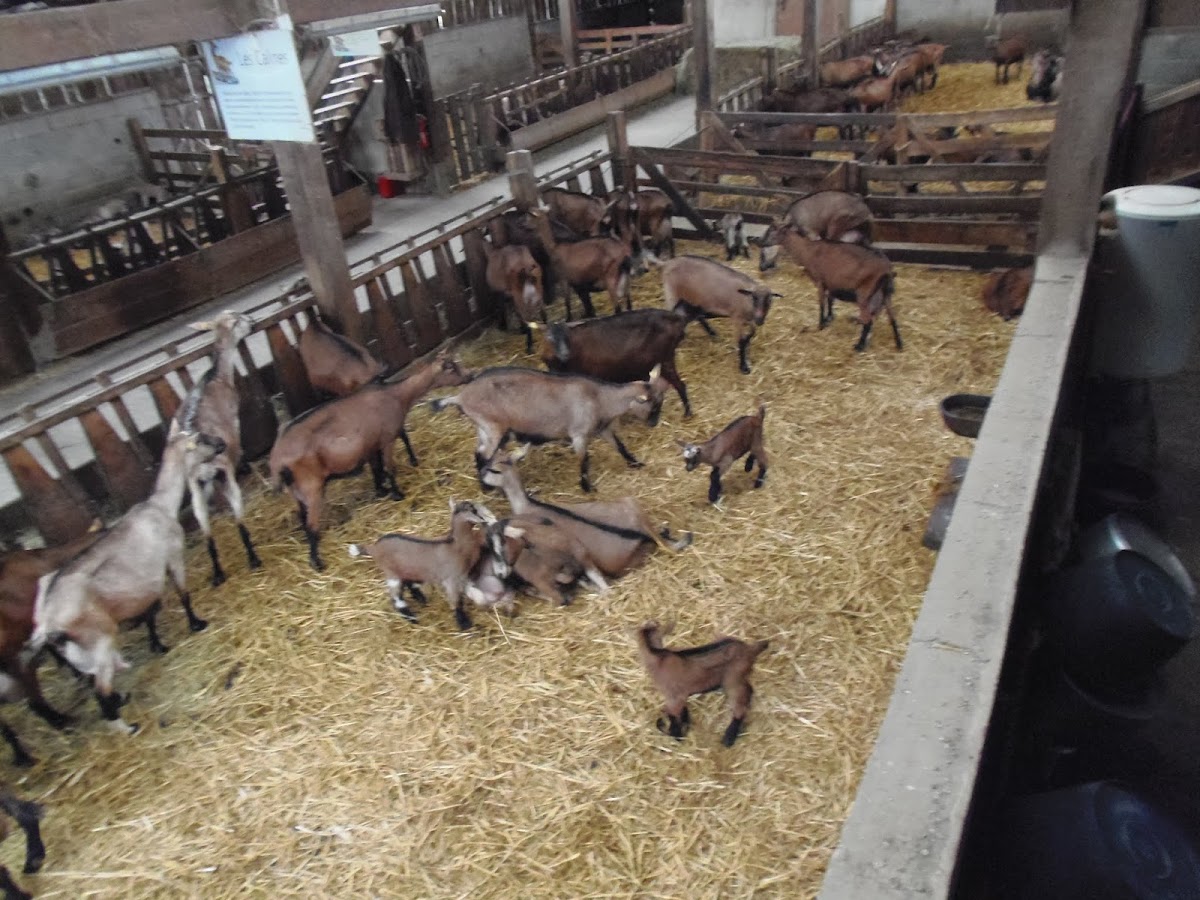 Les Chèvres de la Saffrie photo 2