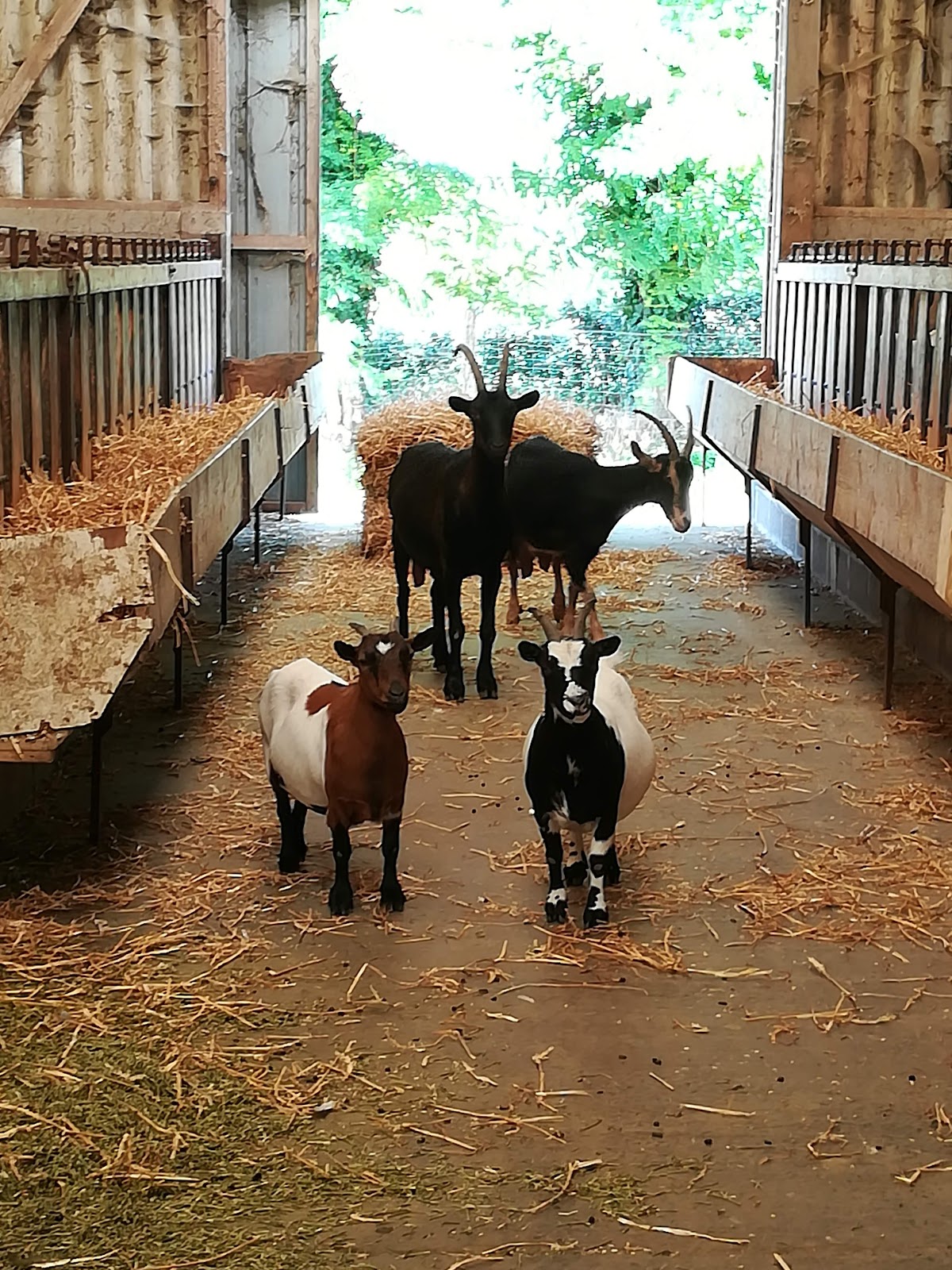 La Ferme du Bajocasse photo 2