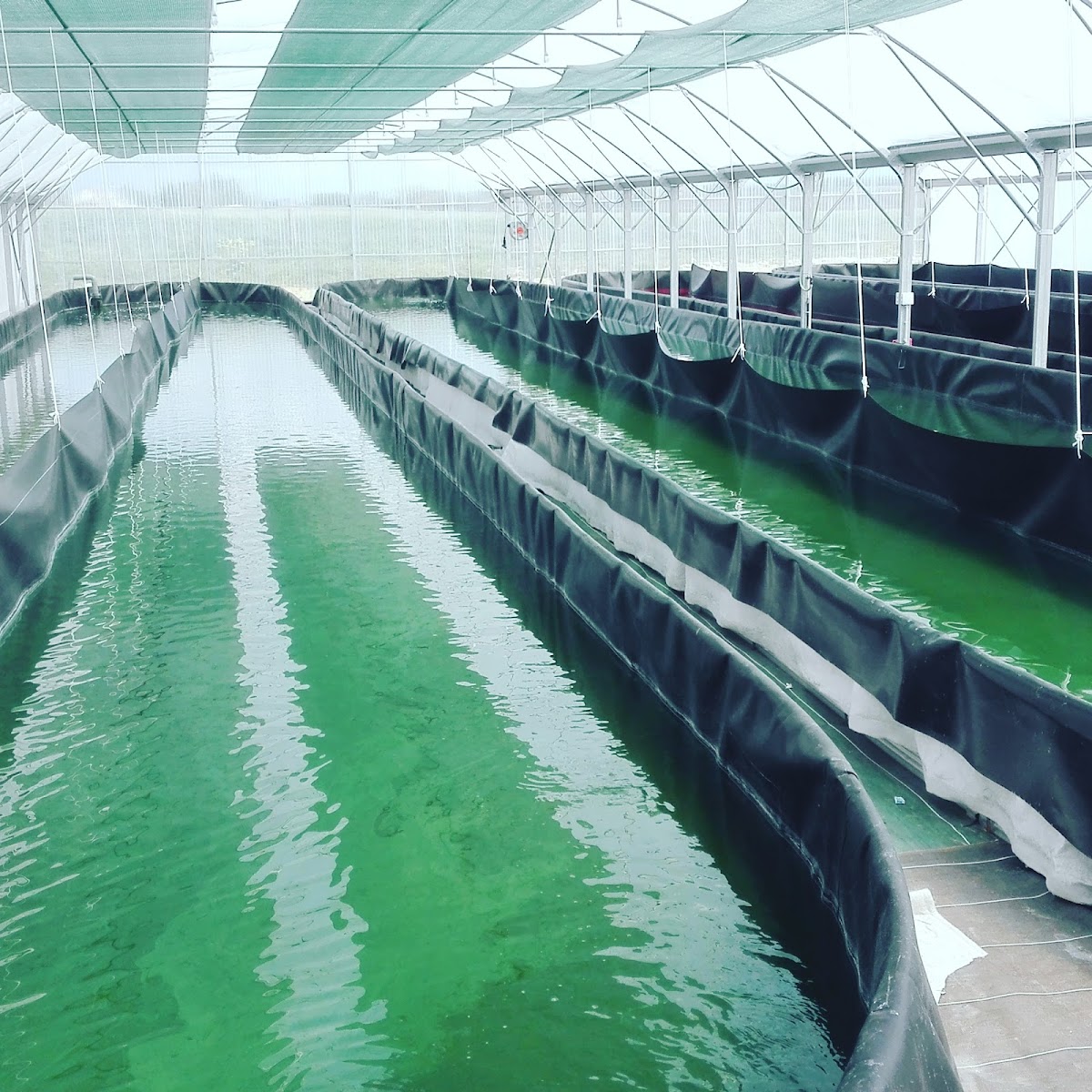 La Spiruline des Vikings