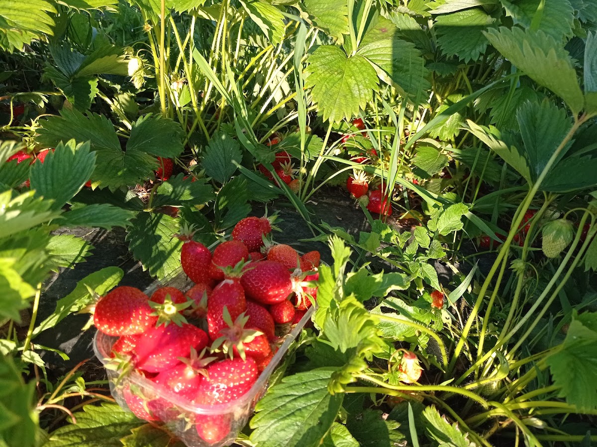 Les Légumes de Calie photo 2