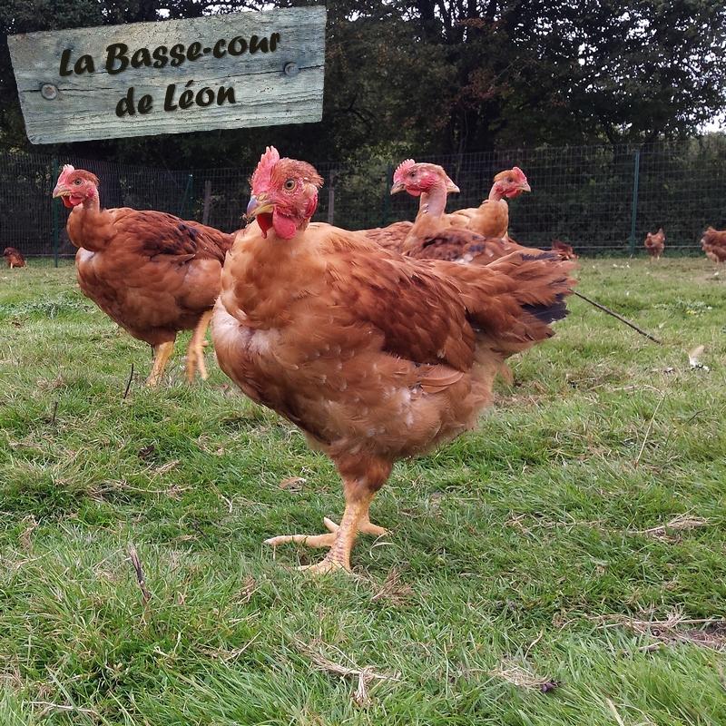 LA BASSE COUR DE LEON photo 2