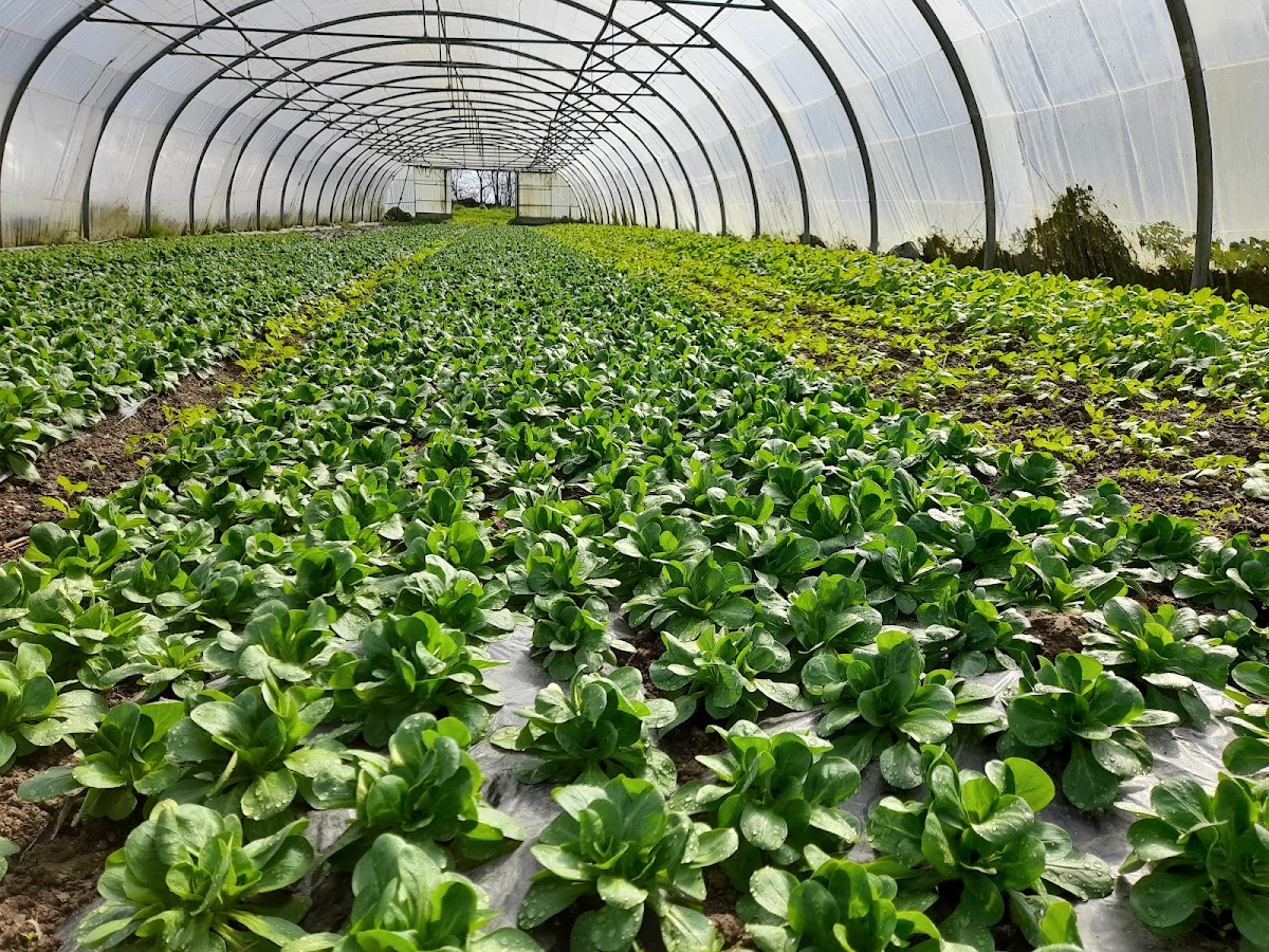 Aux Legumes Du Moulin photo 2