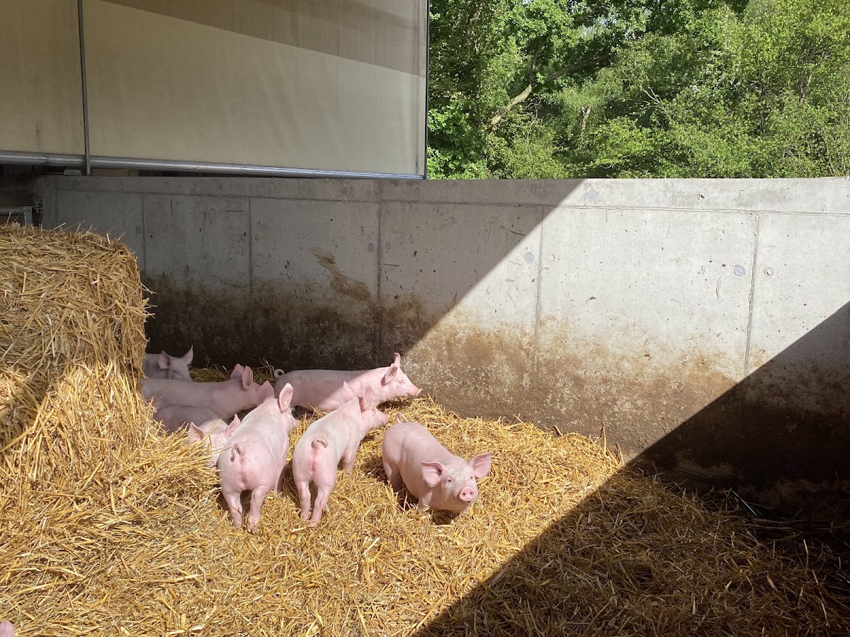 Au Bio Cochon