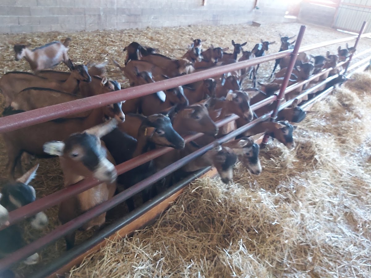 Ferme de Bonne-Espérance (Biquette et Barbichette)