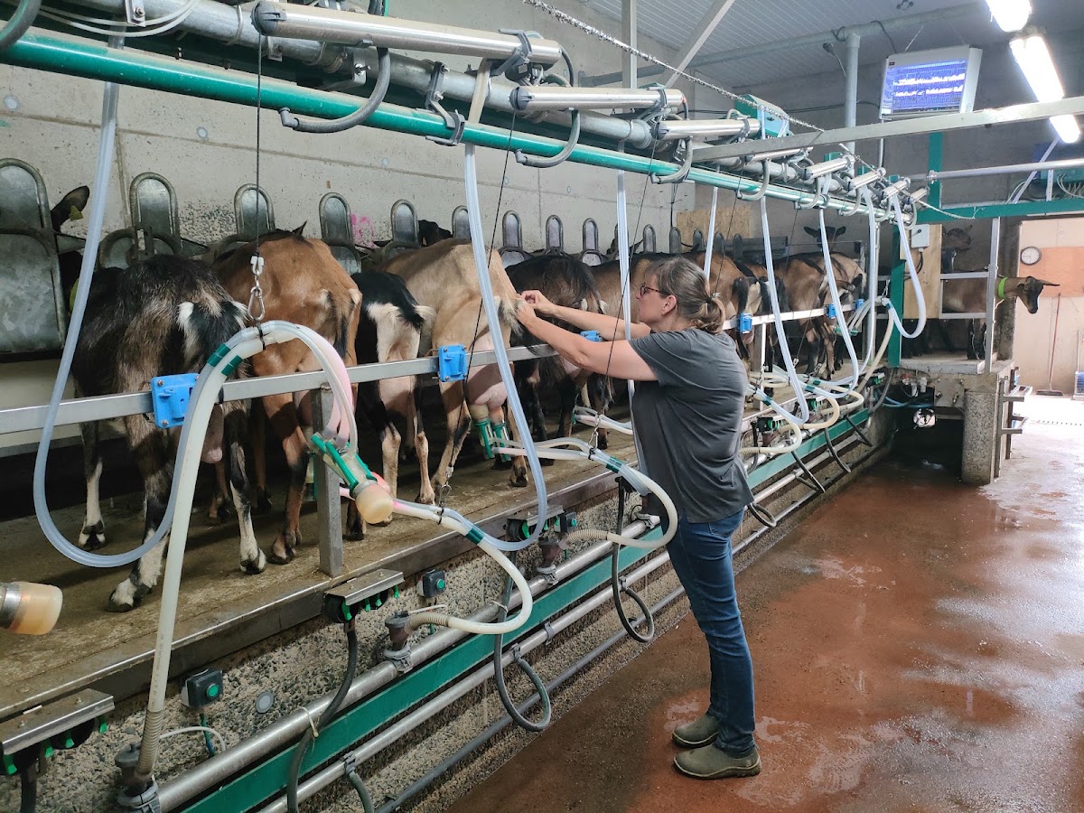 Ferme de Bonne-Espérance (Biquette et Barbichette) photo 2