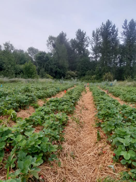 Ferme du Goazio photo 2