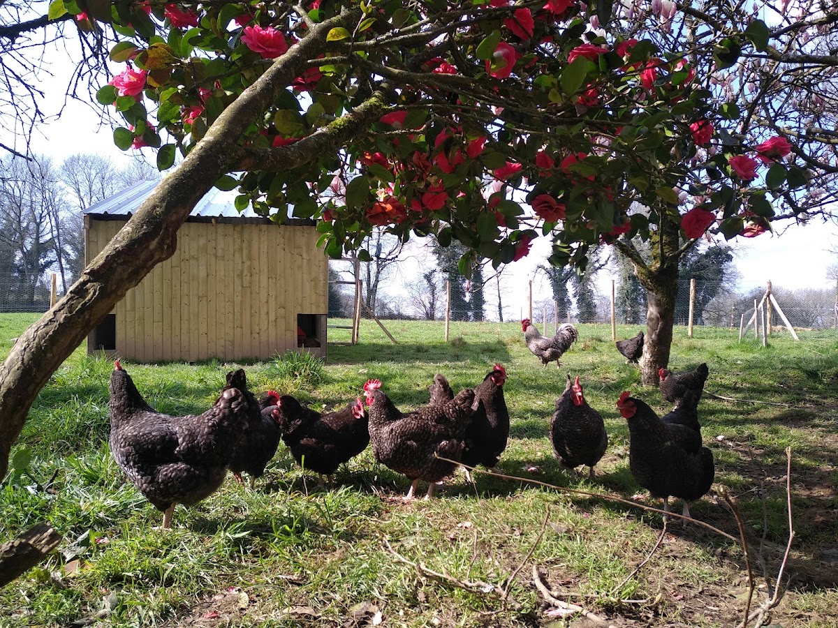 Ferme Mamm Douar photo 2