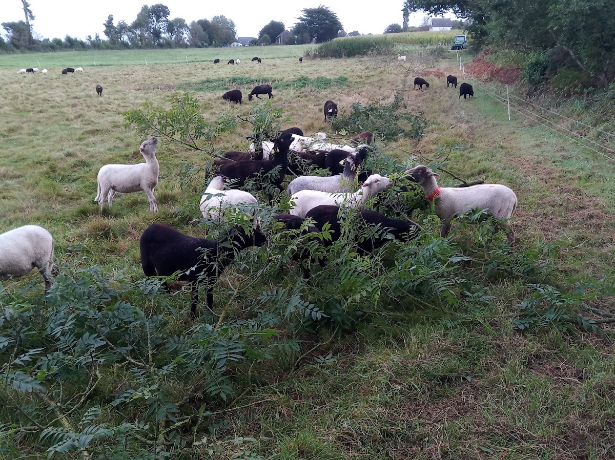 Agneaux et laines du Menez Hom photo 2