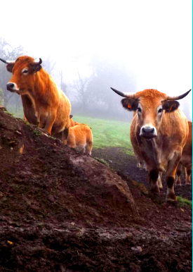 Ferme d'Aubrac de Saint-Thurien