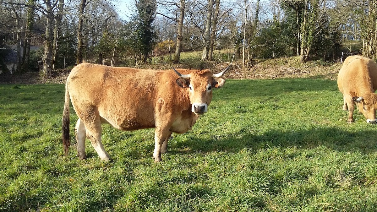 Ferme d'Aubrac de Saint-Thurien photo 2