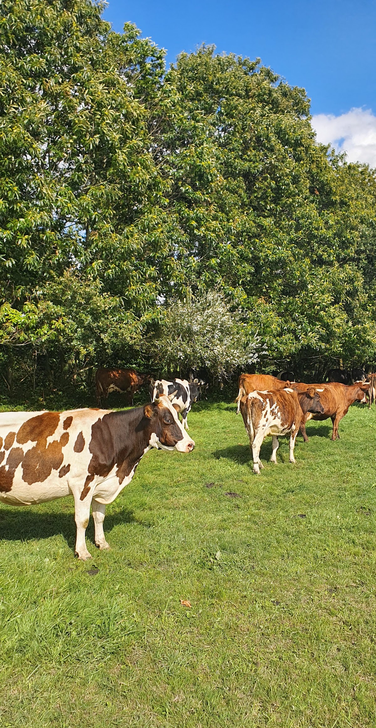 Ferme de Douarou Koad Kimerc'h