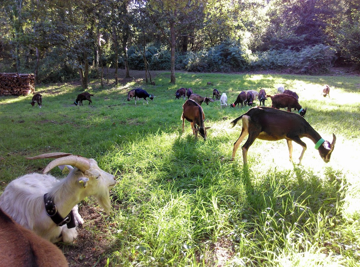 La Ferme Des Caprisoles