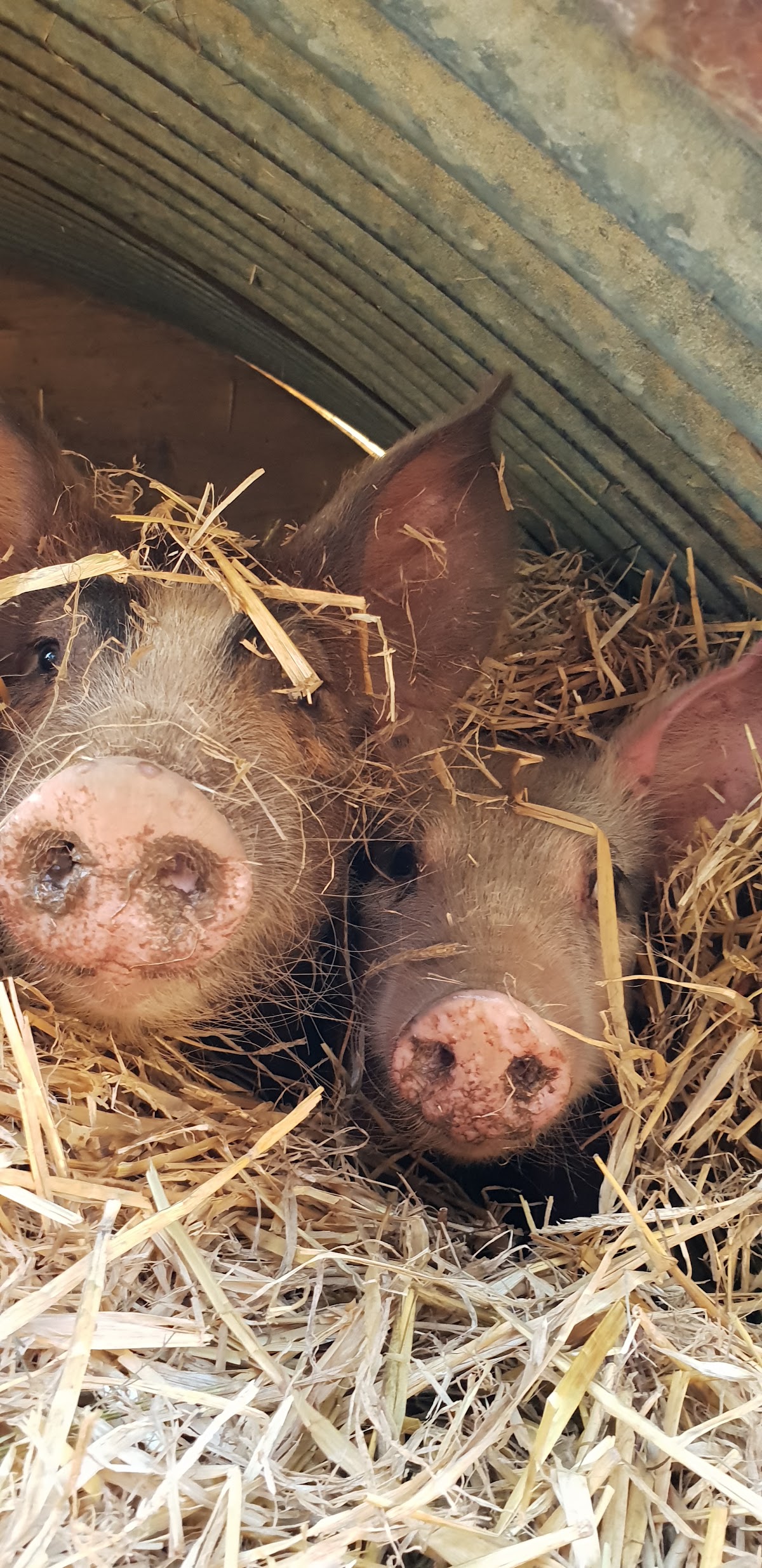 La Ferme Des Caprisoles photo 2