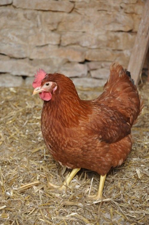 Des semences et des poules