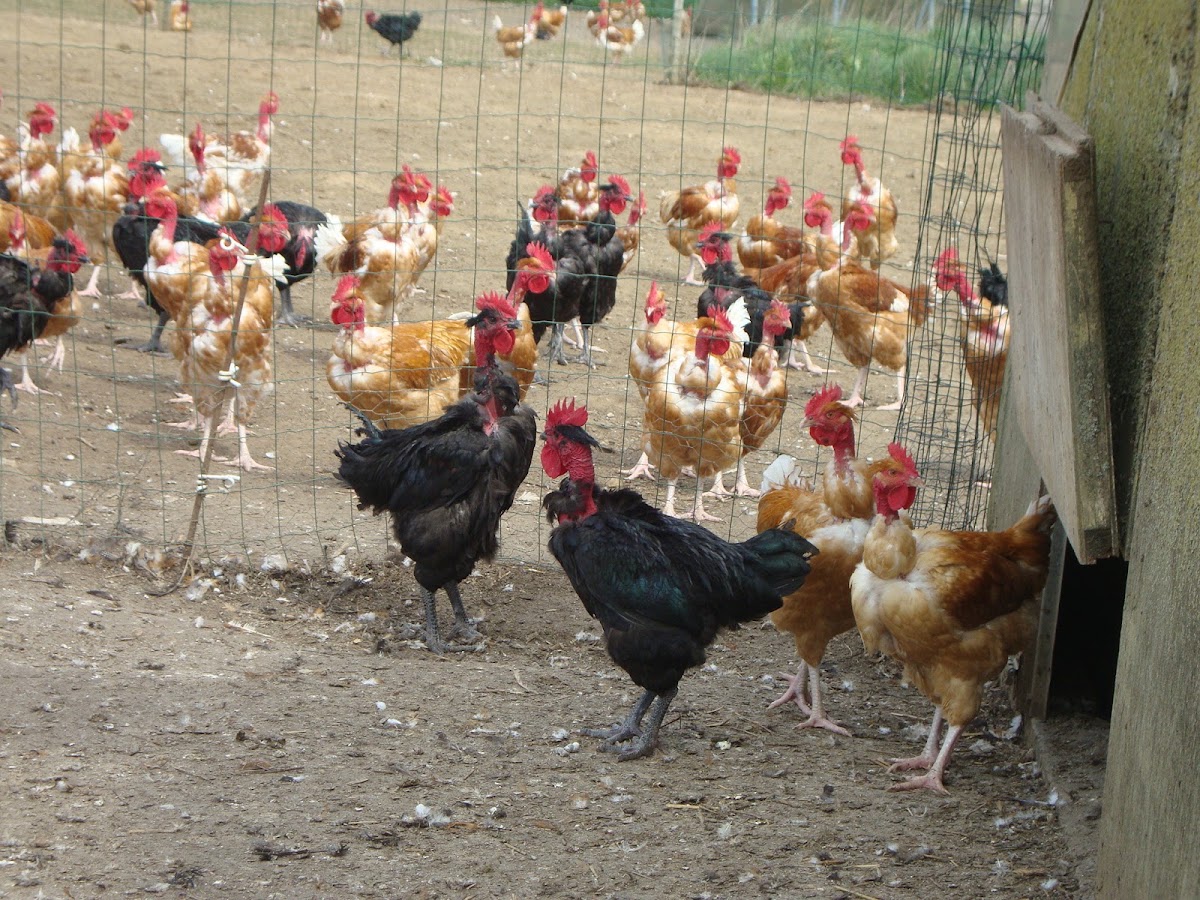 AU CHAMP DU COQ
