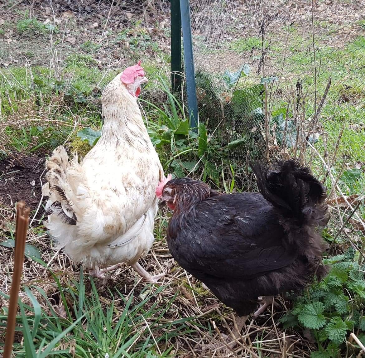 AU CHAMP DU COQ photo 2