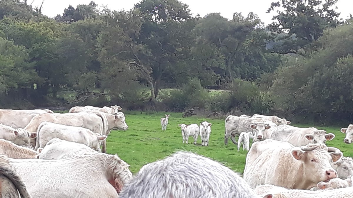 Boeuf de Quelordan