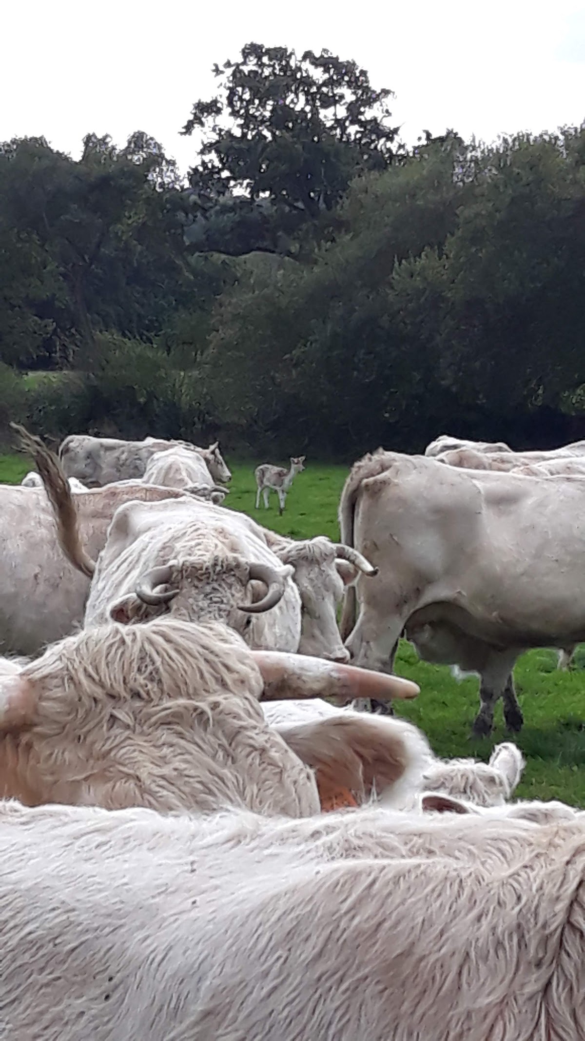 Boeuf de Quelordan photo 2