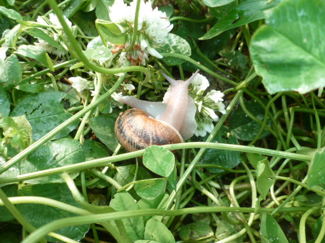 Cap'Hélix Escargots