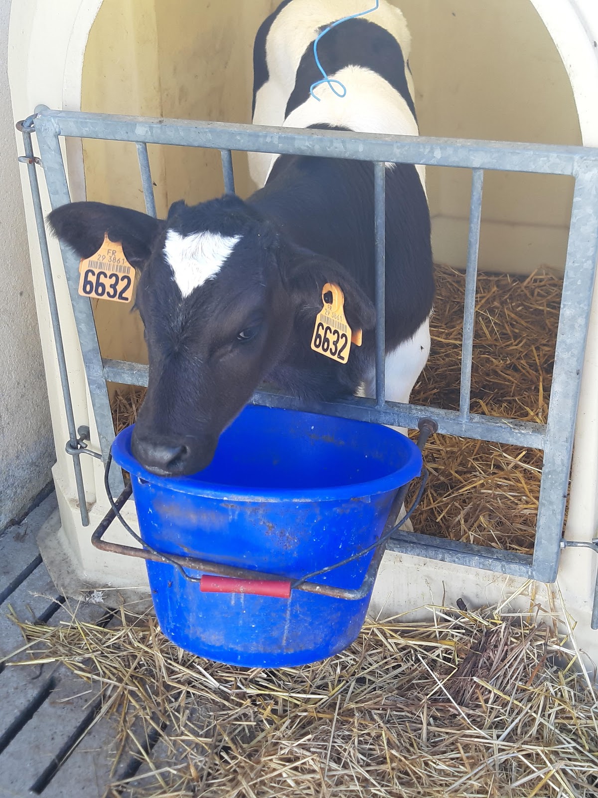 LES VACHES DE LESVENEZ photo 2