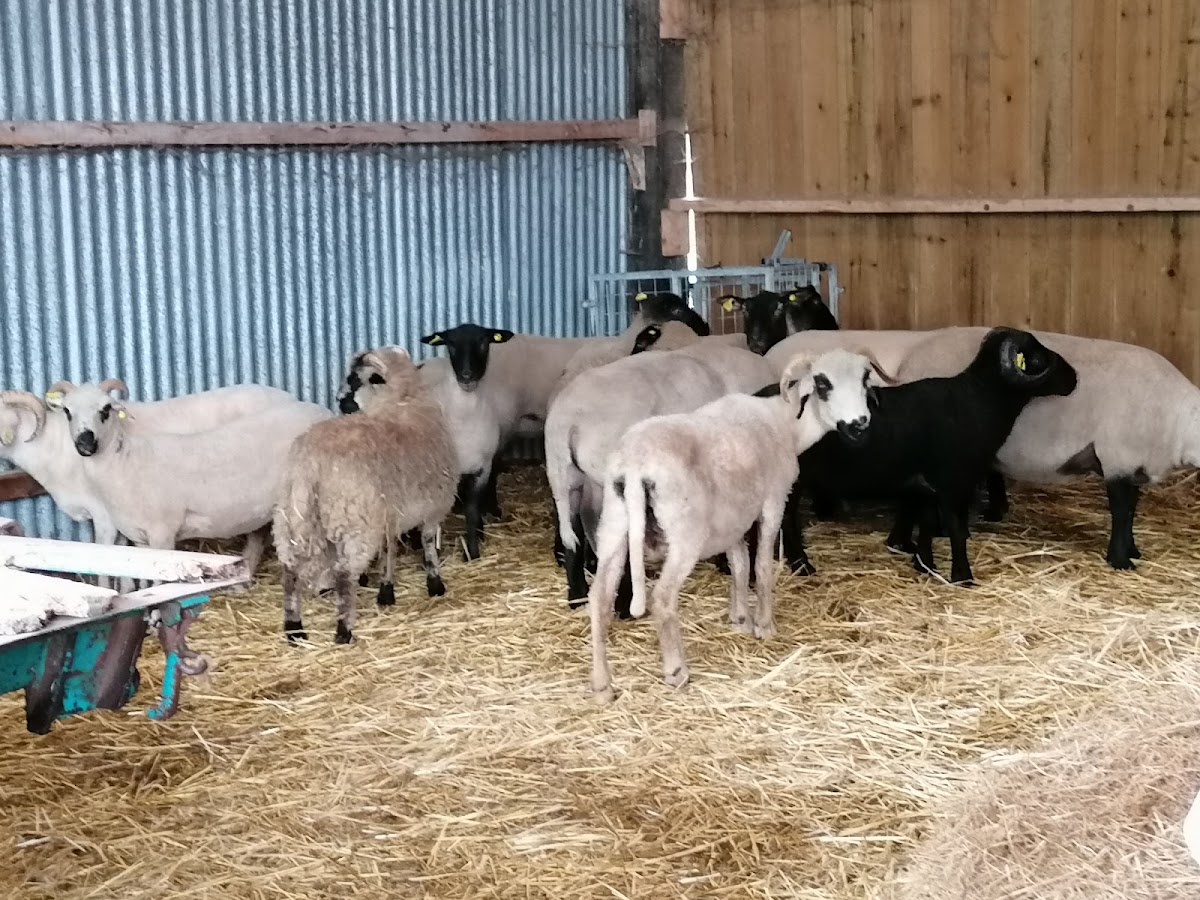 Le Mohair de la Côte d'Emeraude
