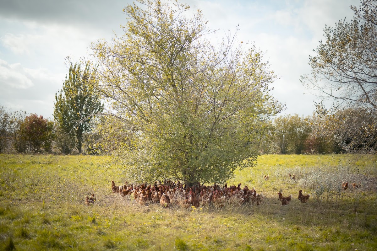 FERME DE BASSIERE