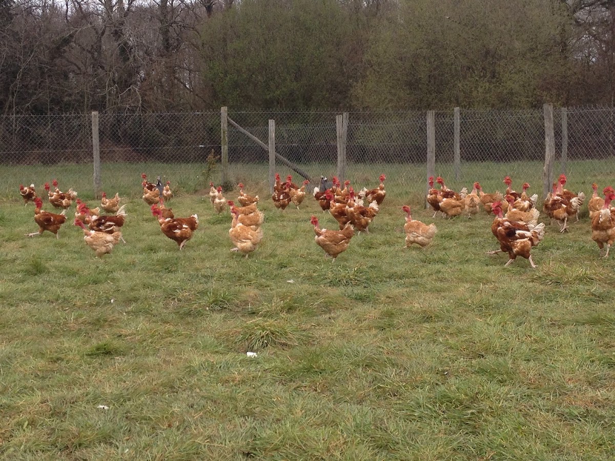 FERME DES ROCHELLES photo 2