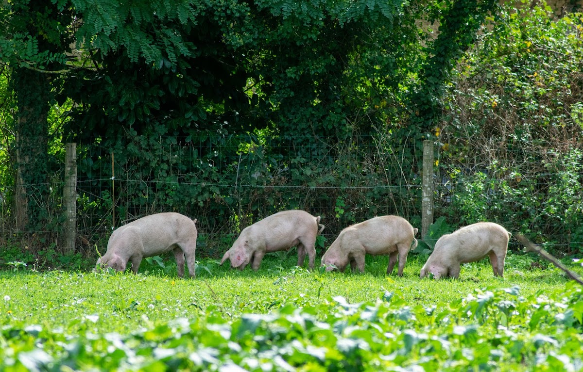 La Ferme Celtique photo 2