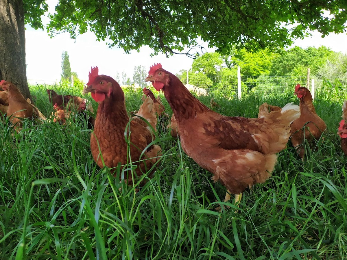 La Ferme de Kervern