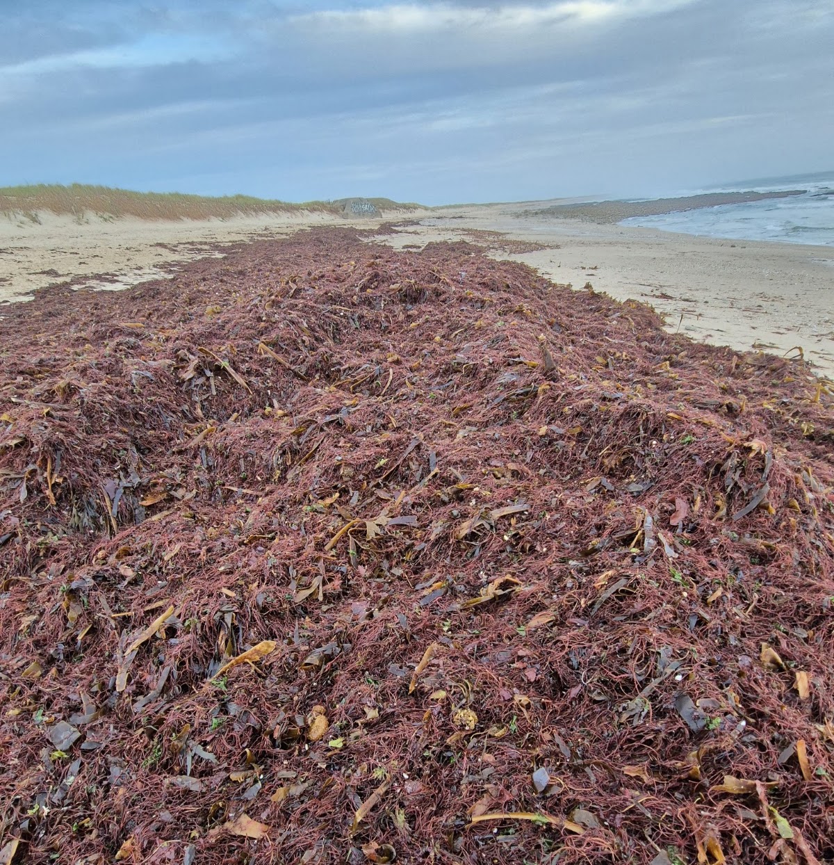 le panier bio des dunes photo 2