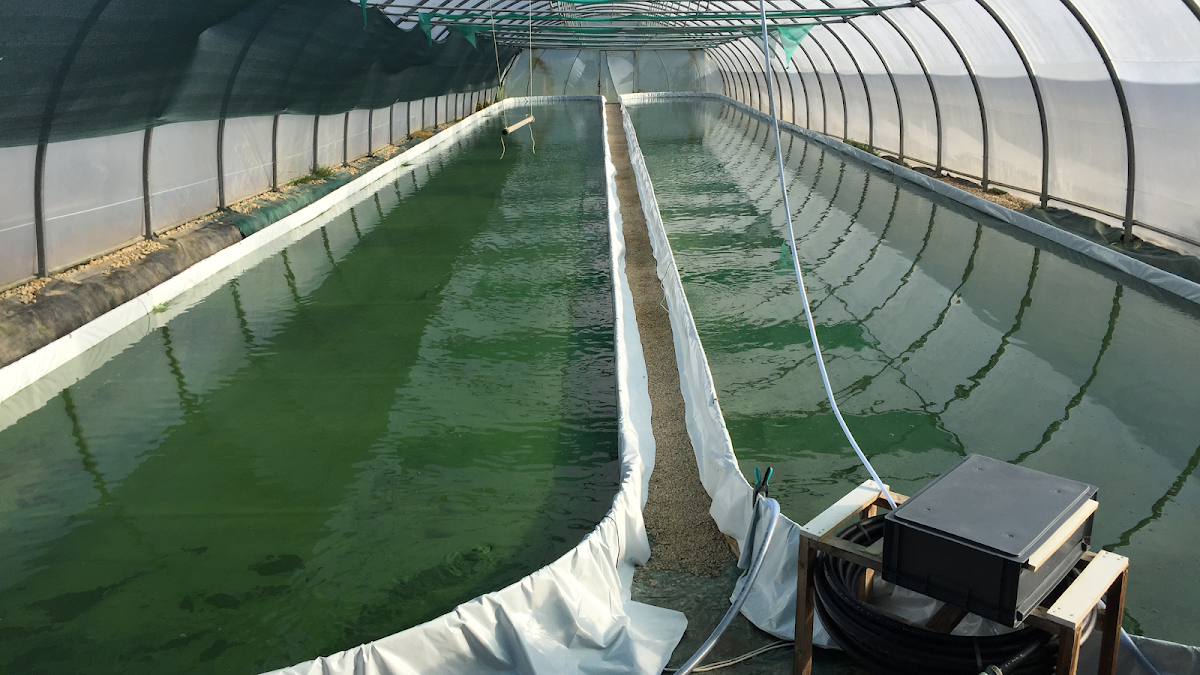Spiruline Bretagne