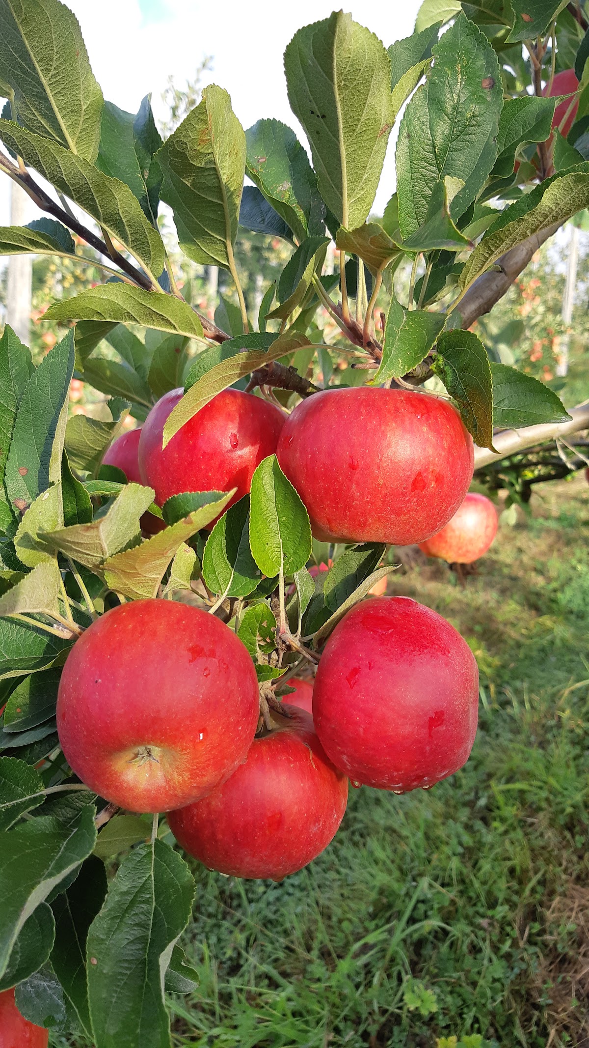 Croque la Pomme