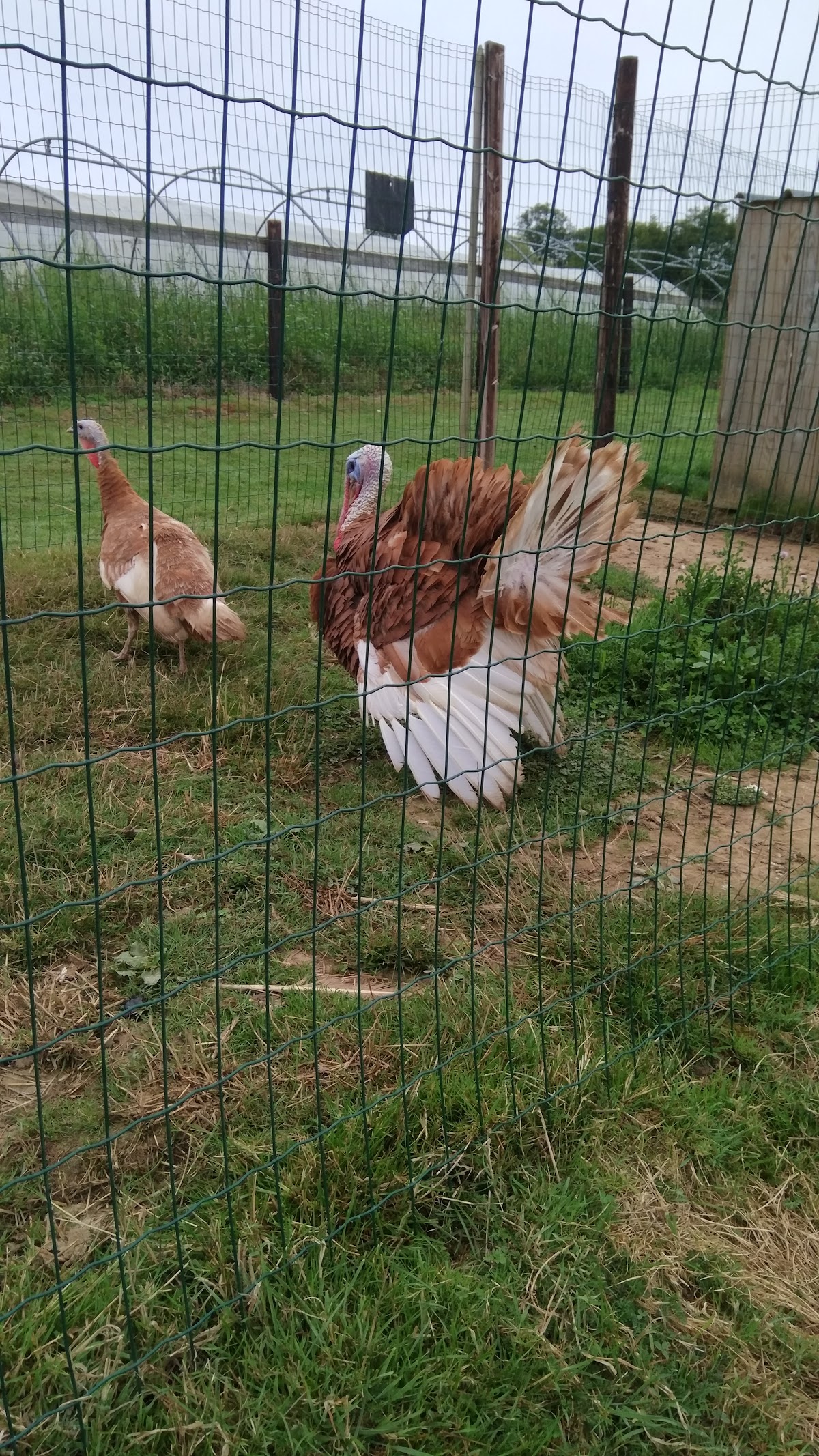 Ferme de Lucie photo 2
