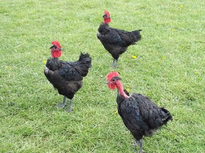 Les Plumes Normandes
