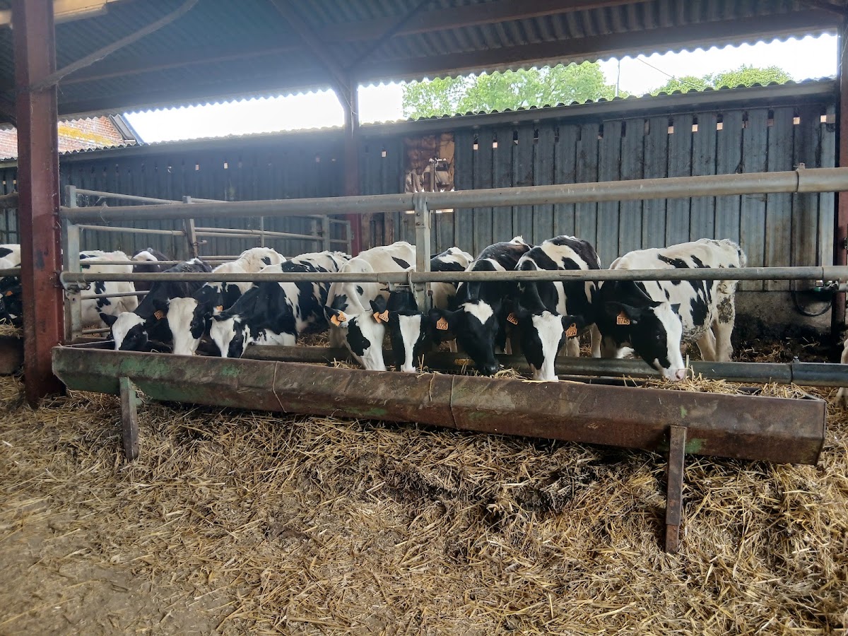 La Vache de Louvicamp