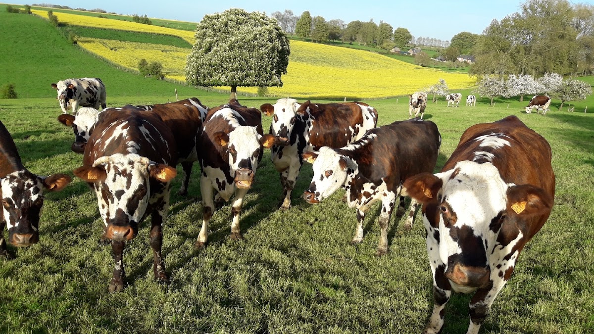 LA FERME DES HIRONDELLES