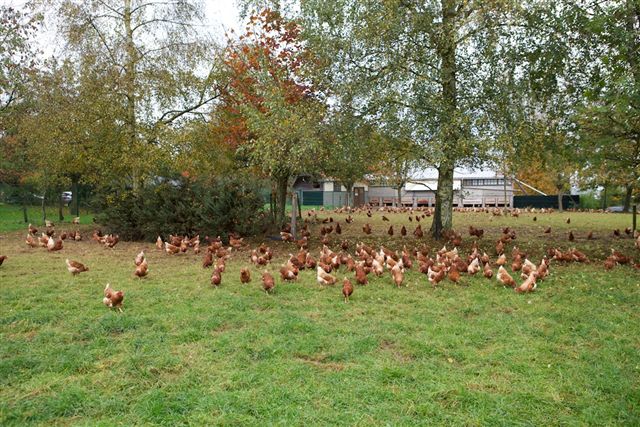 La Ferme du Petit Bois photo 2