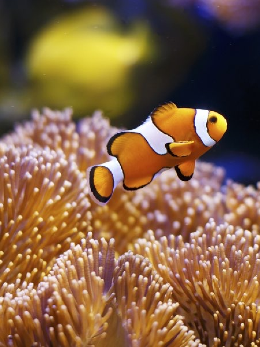 Aquatic Dreams Review1