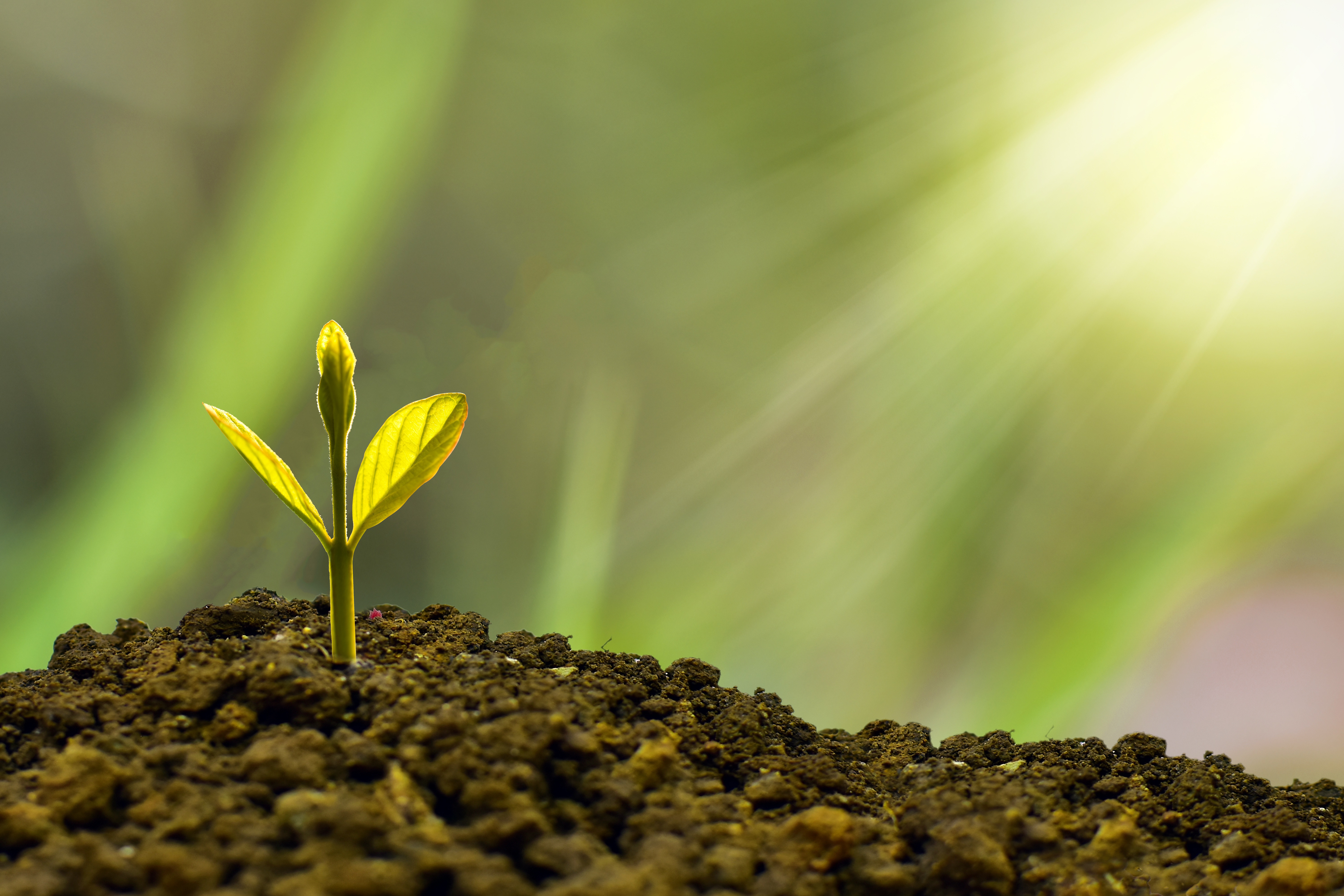 Organic farm manure and soil supplies